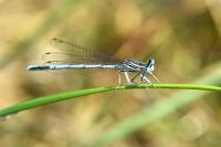 Platycnemis pennipes