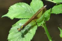 Calopteryx splendens