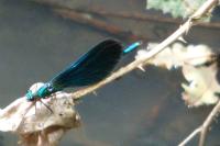 Calopteryx virgo