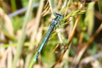Platycnemis pennipes