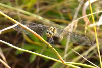 Orthetrum cancellatum