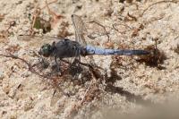 Orthetrum cancellatum