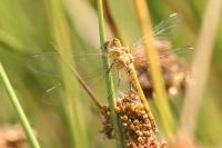 Sympetrum