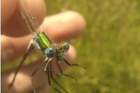 Lestes sponsa