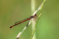 Ceriagrion tenellum