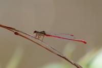 Ceriagrion tenellum