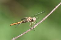 Orthetrum brunneum