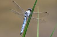 Orthetrum brunneum