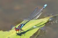 Erythromma viridulum