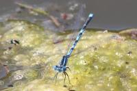 Erythromma lindenii