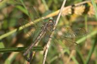 Orthetrum coerulescens