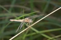 Orthetrum coerulescens