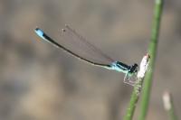 Ischnura pumilio