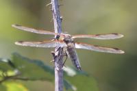 Libellula quadrimaculata