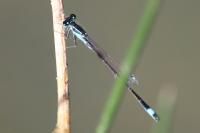 Ischnura elegans