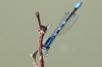 Coenagrion scitulum