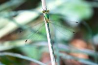 Lestes virens