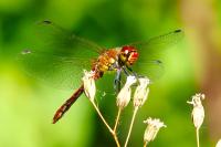 Sympetrum sanguineum
