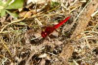 Crocothemis erythraea
