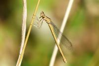 Platycnemis acutipennis