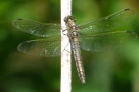 Orthetrum cancellatum