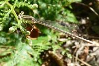 Platycnemis pennipes