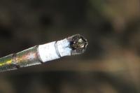 Lestes sponsa