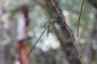 Chalcolestes viridis