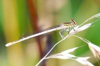 Platycnemis pennipes