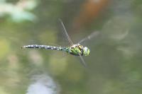 Aeshna cyanea