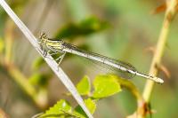 Platycnemis pennipes