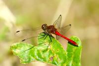 Sympetrum sanguineum