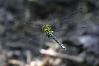 Aeshna cyanea