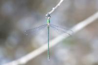 Chalcolestes viridis