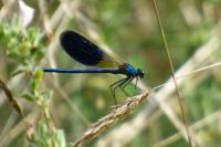 Calopteryx splendens
