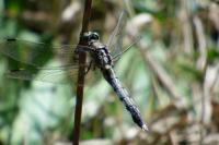Orthetrum albistylum