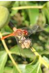 Sympetrum sanguineum