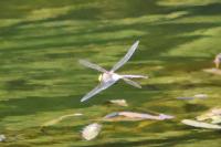 Anax parthenope