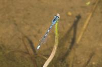 Coenagrion scitulum