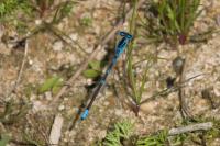 Coenagrion scitulum