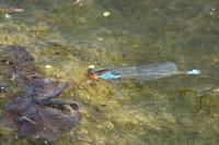 Erythromma viridulum