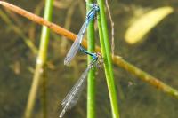 Enallagma cyathigerum