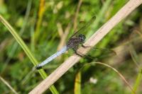 Orthetrum coerulescens
