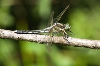Orthetrum albistylum