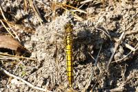 Orthetrum cancellatum