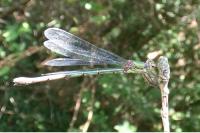 Chalcolestes viridis