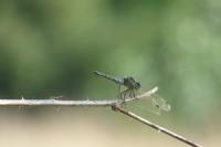 Orthetrum cancellatum