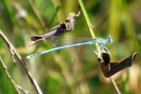 Platycnemis pennipes