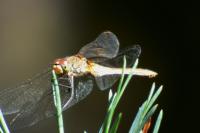 Sympetrum sanguineum