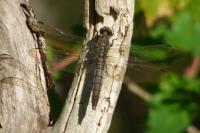 Orthetrum cancellatum